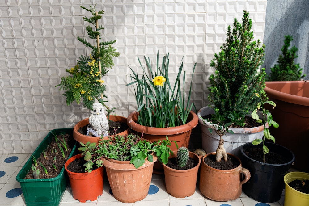 Un jardin impeccable : la clé pour faire grimper le prix de votre maison